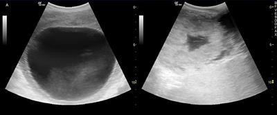 Case Report: Ovulation Induction in Greater One-Horned Rhinoceros (Rhinoceros unicornis)